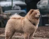 Chow Chow