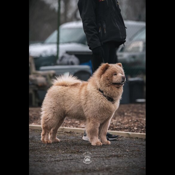 Chow Chow