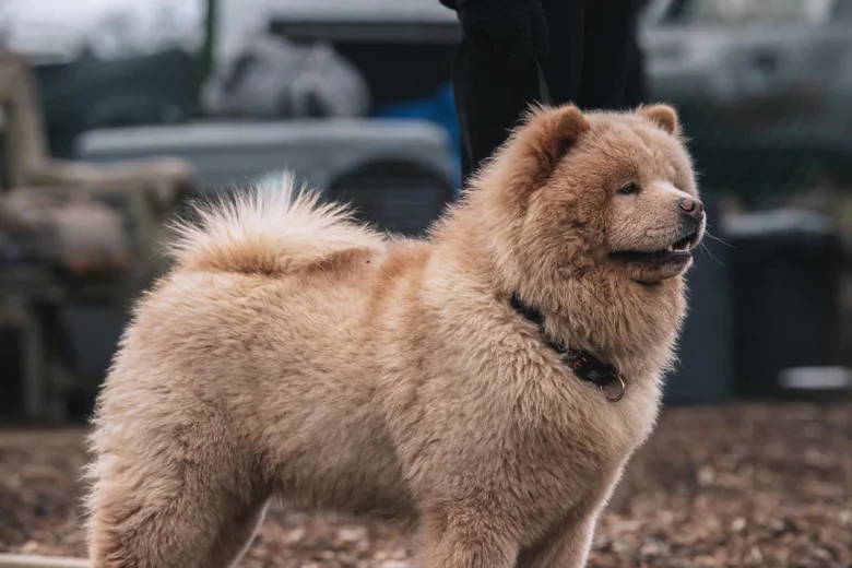 Chow Chow