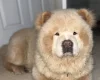 Chow Chow