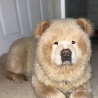 Chow Chow