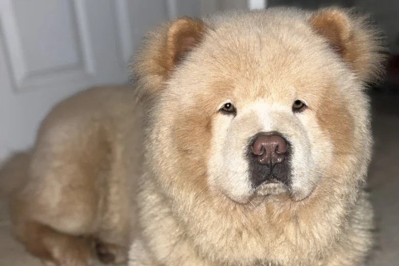 Chow Chow