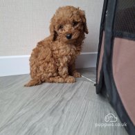 Cockapoo - Both