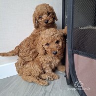 Cockapoo - Both