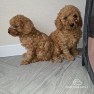 Cockapoo - Both