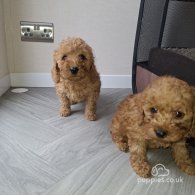 Cockapoo - Both