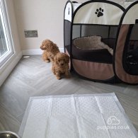 Cockapoo - Both