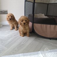 Cockapoo - Both