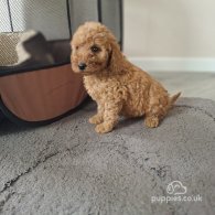 Cockapoo - Both