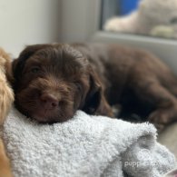 Cockapoo - Both