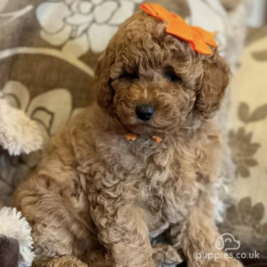 Cockapoo - Both