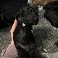 Cockapoo - Both