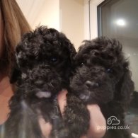 Cockapoo - Both