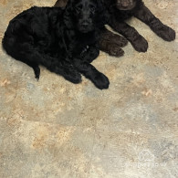 Cockapoo - Both