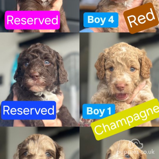 Cockapoo - Both