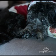 Cockapoo