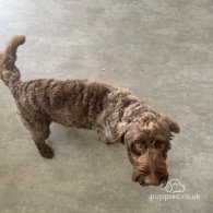 Cockapoo - Both