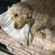 Cockapoo - Both