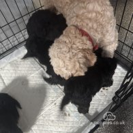 Cockapoo - Both