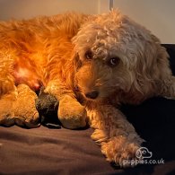 Cockapoo - Both