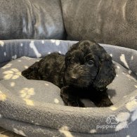 Cockapoo - Both