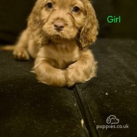 Cocker Spaniel (Working & Show) - Both