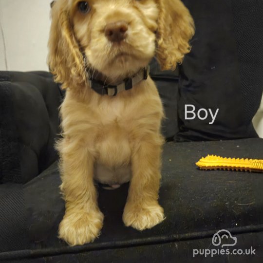 Cocker Spaniel (Working & Show) - Both