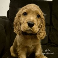 Cocker Spaniel (Working & Show) - Both