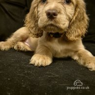 Cocker Spaniel (Working & Show) - Both