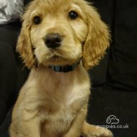 Cocker Spaniel (Working & Show) - Both