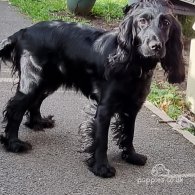 Cocker Spaniel (Working & Show) - Both