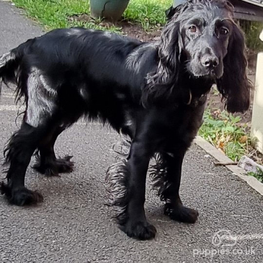 Cocker Spaniel (Working & Show) - Both