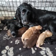 Cocker Spaniel (Working & Show) - Both