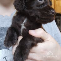 Cocker Spaniel (Working & Show) - Both