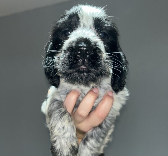 Cocker Spaniel (Working &amp; Show)