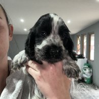 Cocker Spaniel (Working & Show) - Both