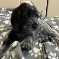 Cocker Spaniel (Working & Show) - Both