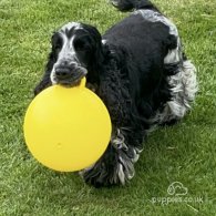 Cocker Spaniel (Working & Show) - Both