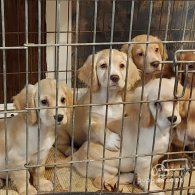 Cocker Spaniel (Working & Show) - Both