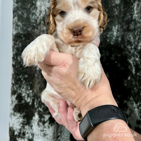 Cocker Spaniel (Working & Show) - Dogs