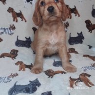 Cocker Spaniel (Working & Show) - Both