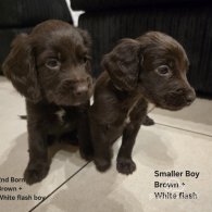 Cocker Spaniel (Working & Show) - Both