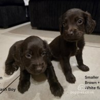 Cocker Spaniel (Working & Show) - Both