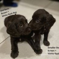 Cocker Spaniel (Working & Show) - Both