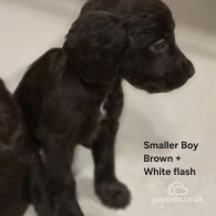 Cocker Spaniel (Working & Show) - Both