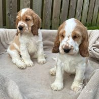 Cocker Spaniel (Working & Show) - Both