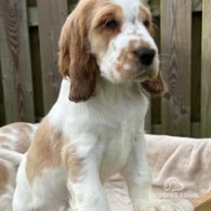 Cocker Spaniel (Working & Show) - Both