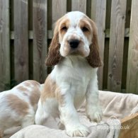 Cocker Spaniel (Working & Show) - Both