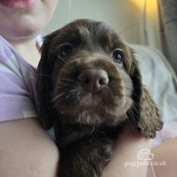 Cocker Spaniel (Working & Show) - Both