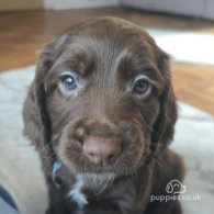 Cocker Spaniel (Working & Show) - Both